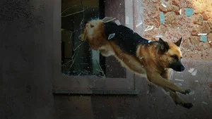 Rex (L'initiation) S17 (10/12)