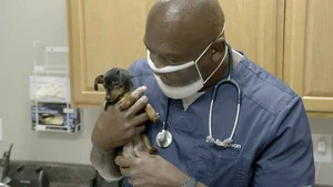 Critter Fixers : Vétos de choc (Des membres de la famille) S6 (7/16)