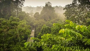 Les trésors naturels de Bornéo