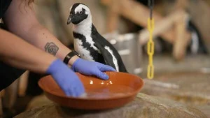 Nausicaá, dans les coulisses du plus grand aquarium d'Europe S1 (4/8)