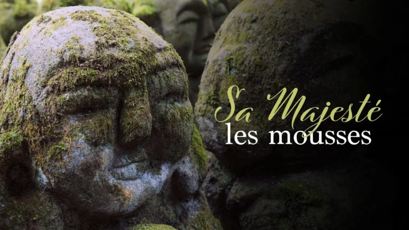 Sa Majesté les mousses