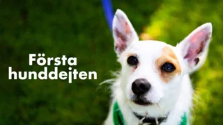 Dog House : un chien pour la vie