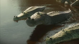 Les as de la jungle à la rescousse