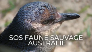 SOS faune sauvage - Australie
