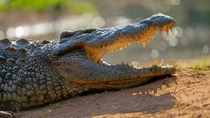 A la rencontre des crocodiles avec Steve Backshall S1 (n°1)