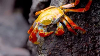 L'Equateur, au sommet de la biodiversité : Des hautes Andes aux îles Galápagos