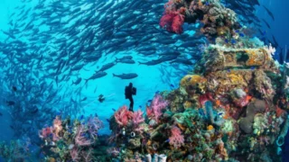 Truk Lagoon : le grand cimetière sous la mer
