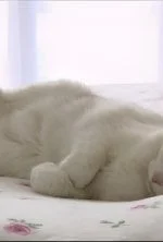 La vie secrète des chats