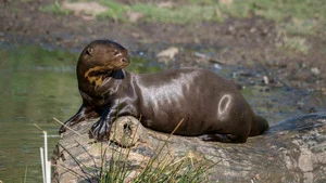 Dora, la jeune loutre géante