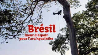 Brésil : lueur d'espoir pour l'ara hyacinthe