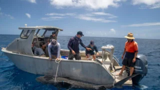 Shark battleground