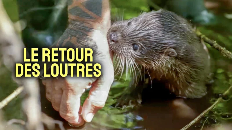 Le retour des loutres