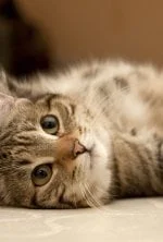 La vie secrète des chats