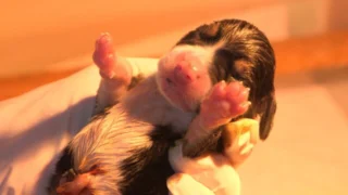 Chiots & chatons, 3 mois pour devenir grand