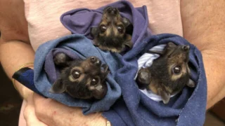 SOS faune sauvage - Australie