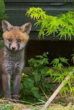 La vie secrète des jardins britanniques