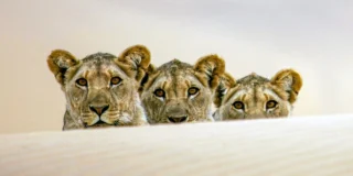 Les lionnes de Namibie, reines de la côte des Squelettes