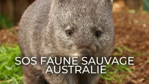 SOS faune sauvage - Australie (Wombats en danger) S1 (3/6)
