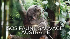 SOS faune sauvage - Australie (Koalas en danger) S1 (4/6)