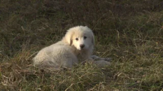 Chiots & chatons, 3 mois pour devenir grand