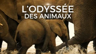L'odyssée des animaux