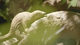 Le nord du Vietnam et ses montagnes