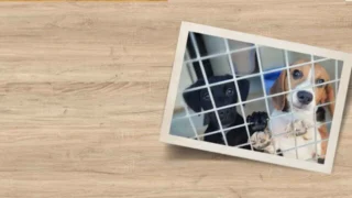 Chiens et chats sans collier