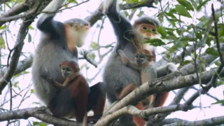 Vietnam, des ponts pour sauver les singes
