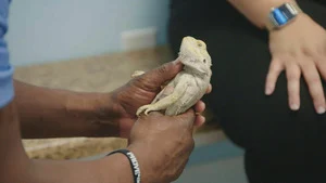 Critter Fixers : Vétos de choc (Un tas de chihuahuas) S6 (1/16)