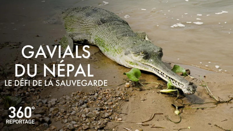 Gavials du Népal, le défi de la sauvegarde