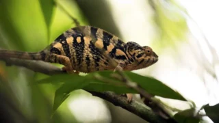 Traqueur de serpents - Saison 2