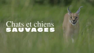Chats et chiens sauvages