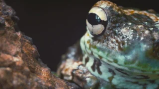 La fabuleuse aventure des amphibiens
