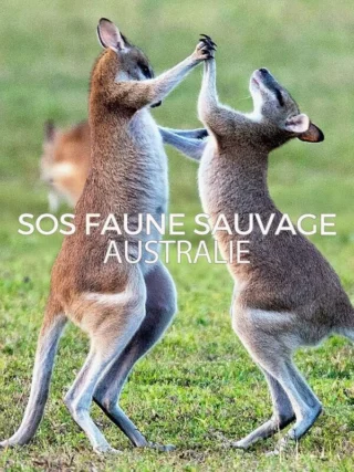 SOS faune sauvage - Australie
