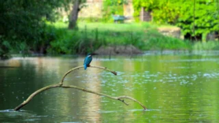 La vie secrète des jardins britanniques