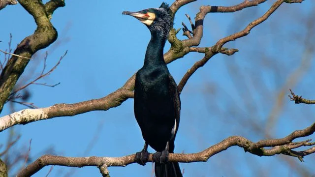 La Belgique sauvage