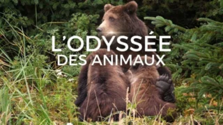 L'odyssée des animaux