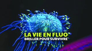 La vie en fluo : Briller pour survivre