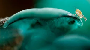 Planète collemboles, la vie secrète des sols