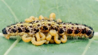 La pègre animale : La vie secrète des parasites