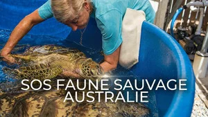 SOS faune sauvage - Australie (Tortues de mer en danger) S1 (2/6)