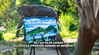 De l'art ou du cochon ? La créativité animale en question