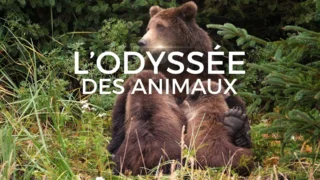 L'odyssée des animaux