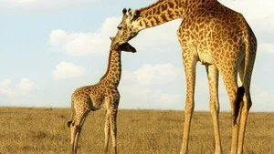 Serengeti, la grande cavalcade des animaux (Le temps de la résurrection) S3 (6/6)