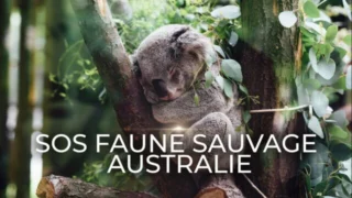 SOS faune sauvage - Australie