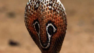 Sous le charme du cobra