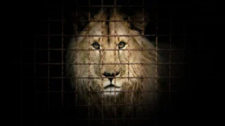 Checkpoint Zoo : Sauvetage sous les bombes