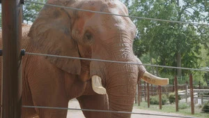 Critter Fixers : Vétos de choc (If the Zoo fits) S6 (4/16)