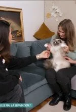 La vie secrète des chats