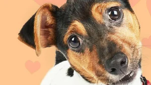 Dog House : un chien pour la vie (Tomber à la renverse) S7 (1/7)
